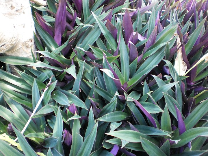 Moses in a boat  Rheo spathacea.JPG - Rheo spathacea:  Moses in a boat